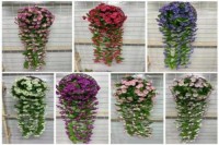 Petunia Flower