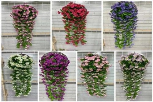 Petunia Flower