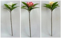 Large Plumeria Flower